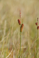 Carex rotundata