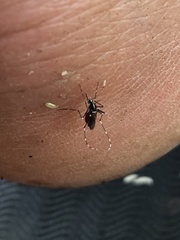 Stegomyia