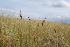 Carex rotundata