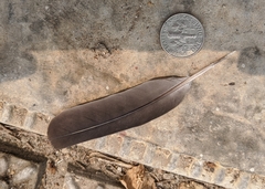 Streptopelia senegalensis