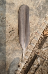 Streptopelia senegalensis