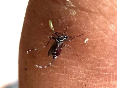 Stegomyia