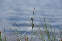 Carex rotundata