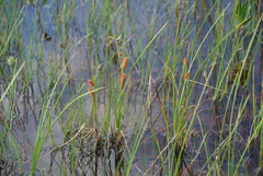 Carex rotundata