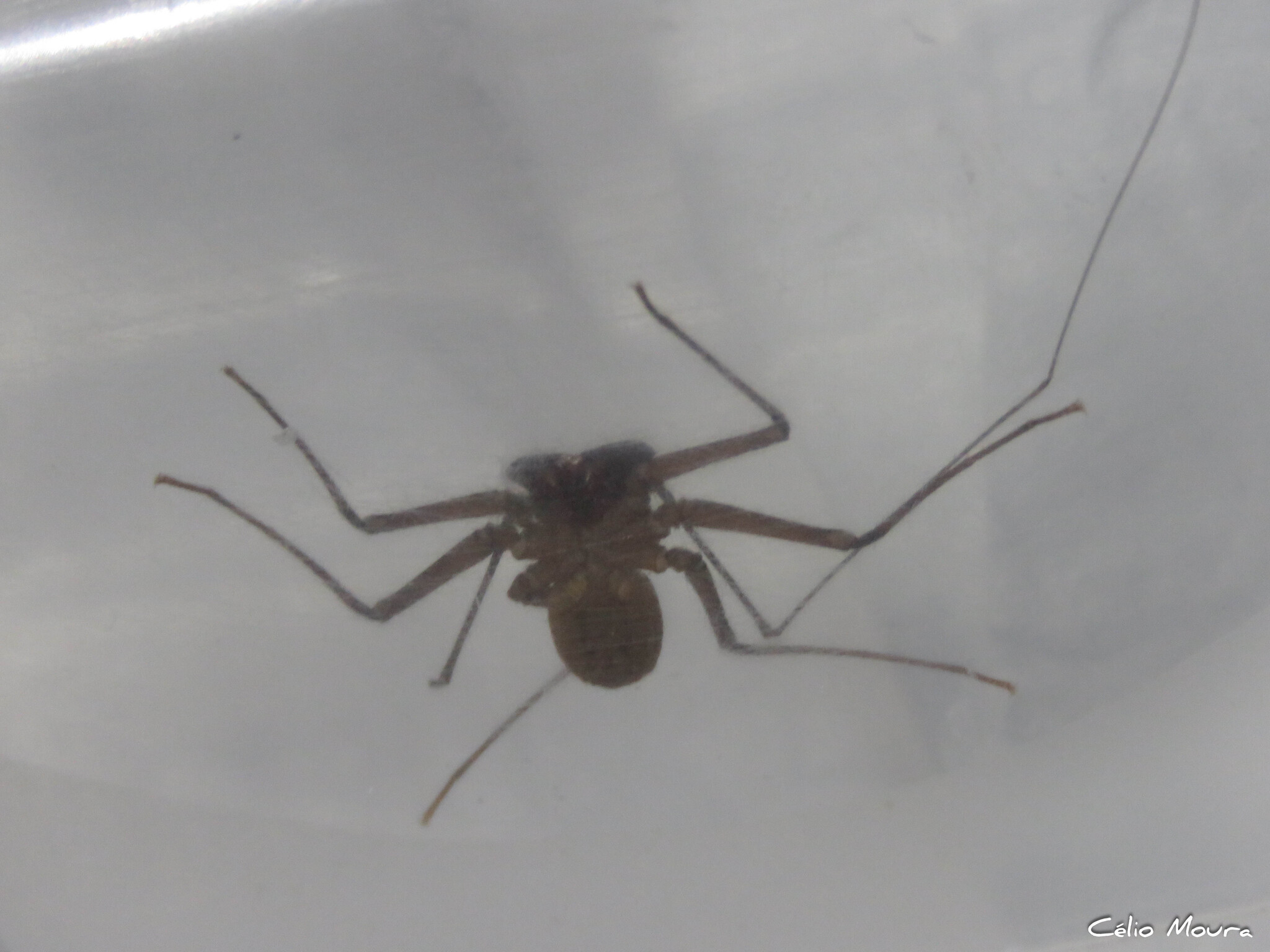 Charinus cearensis Miranda, Giupponi, Prendini & Scharff, 2021