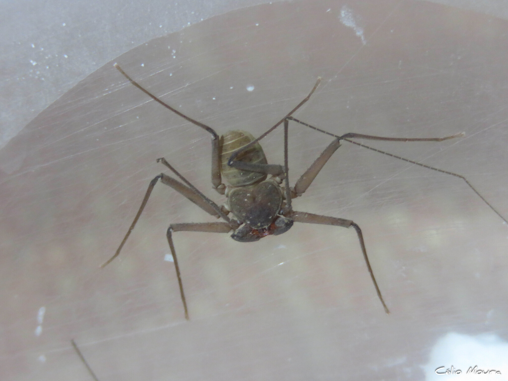 Charinus cearensis Miranda, Giupponi, Prendini & Scharff, 2021