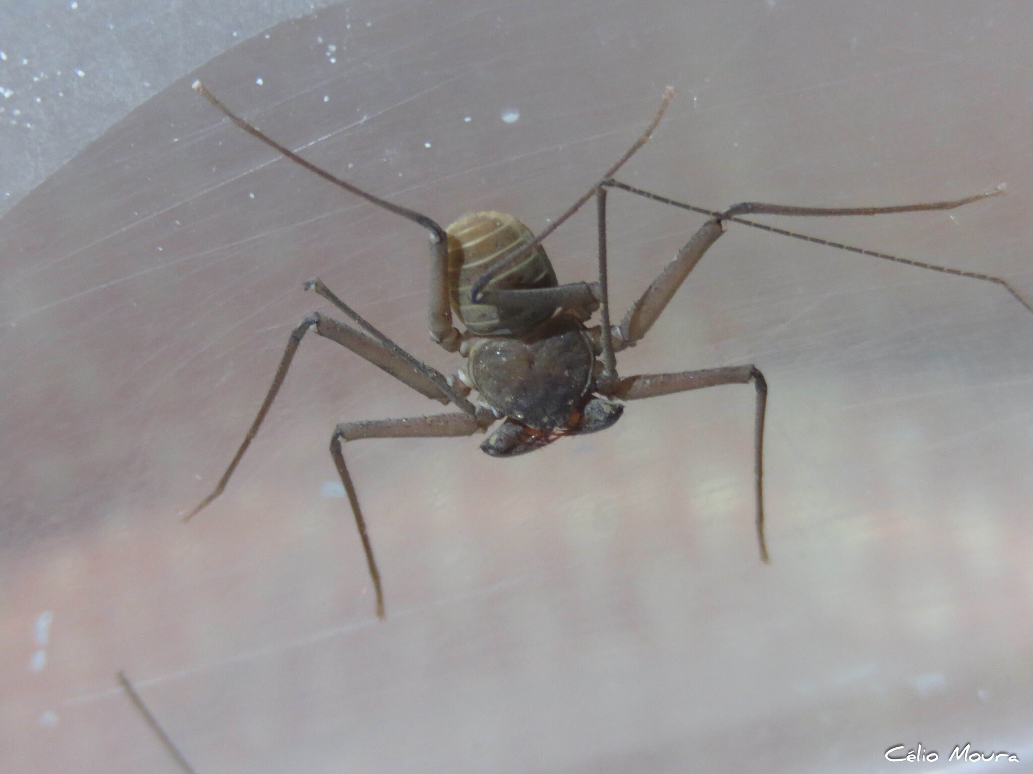 Charinus cearensis Miranda, Giupponi, Prendini & Scharff, 2021