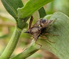 Pentatomidae