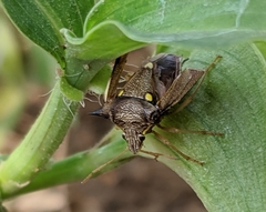 Pentatomidae