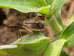 Pentatomidae