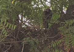 Necrosyrtes monachus