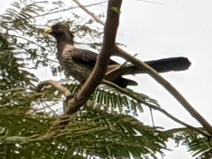 Crinifer piscator