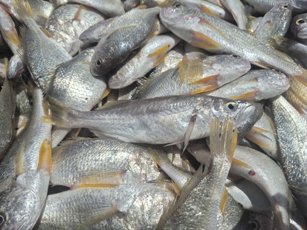 Bigtooth corvina (Isopisthus parvipinnis) — Sciaenidae