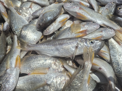 Bigtooth corvina (Isopisthus parvipinnis) — Sciaenidae