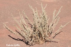 Atriplex atacamensis