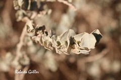 Atriplex atacamensis