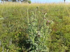 Carduus nutans leiophyllus