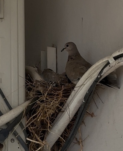 Eurasian Collared-Dove