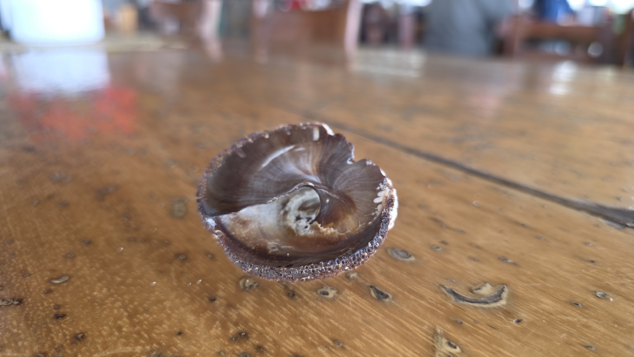 Calyptraea (Trochita) spirata