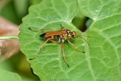 Macromerella honesta