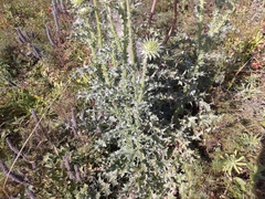 Carduus nutans leiophyllus