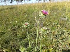 Carduus nutans leiophyllus