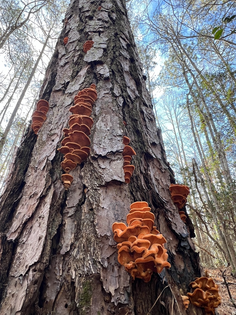 Phyllotopsis nidulans · December 2025 · photo: © annegp (iNaturalist, cc0)
