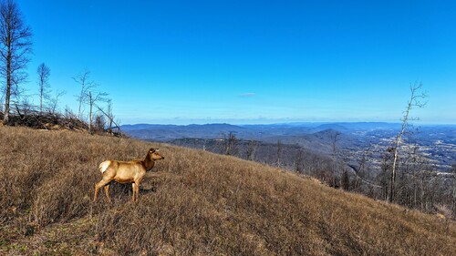 Elk photographed in Tennessee