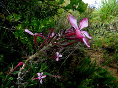 Pachypodium succulentum