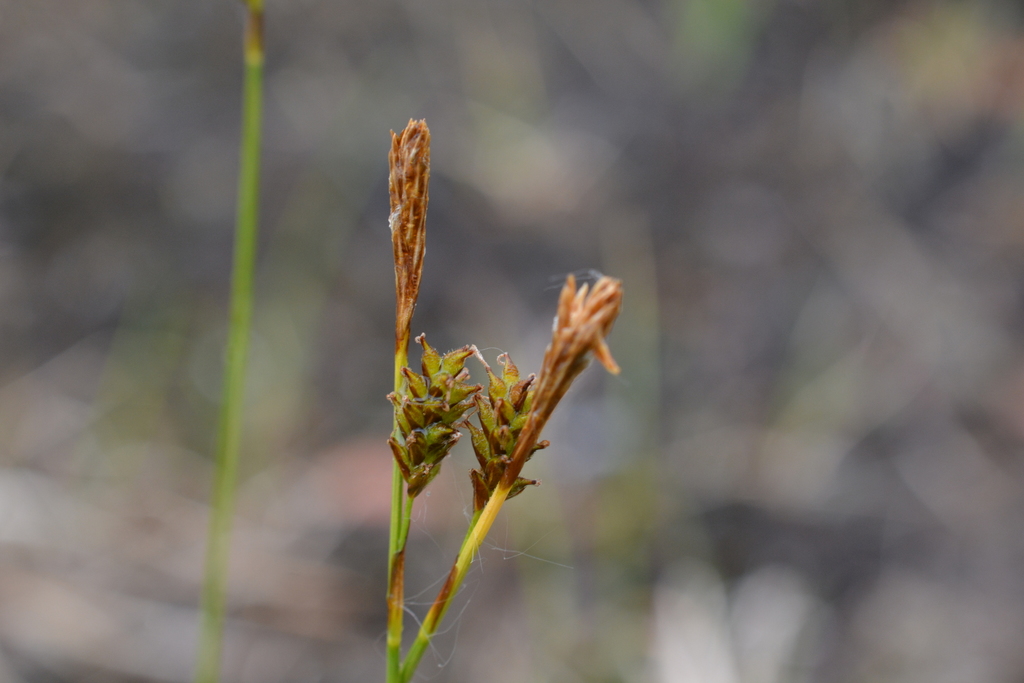 Narrow mitra sedge