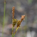Carex sabynensis - Photo (c) Игорь Поспелов, algunos derechos reservados (CC BY-NC), subido por Игорь Поспелов