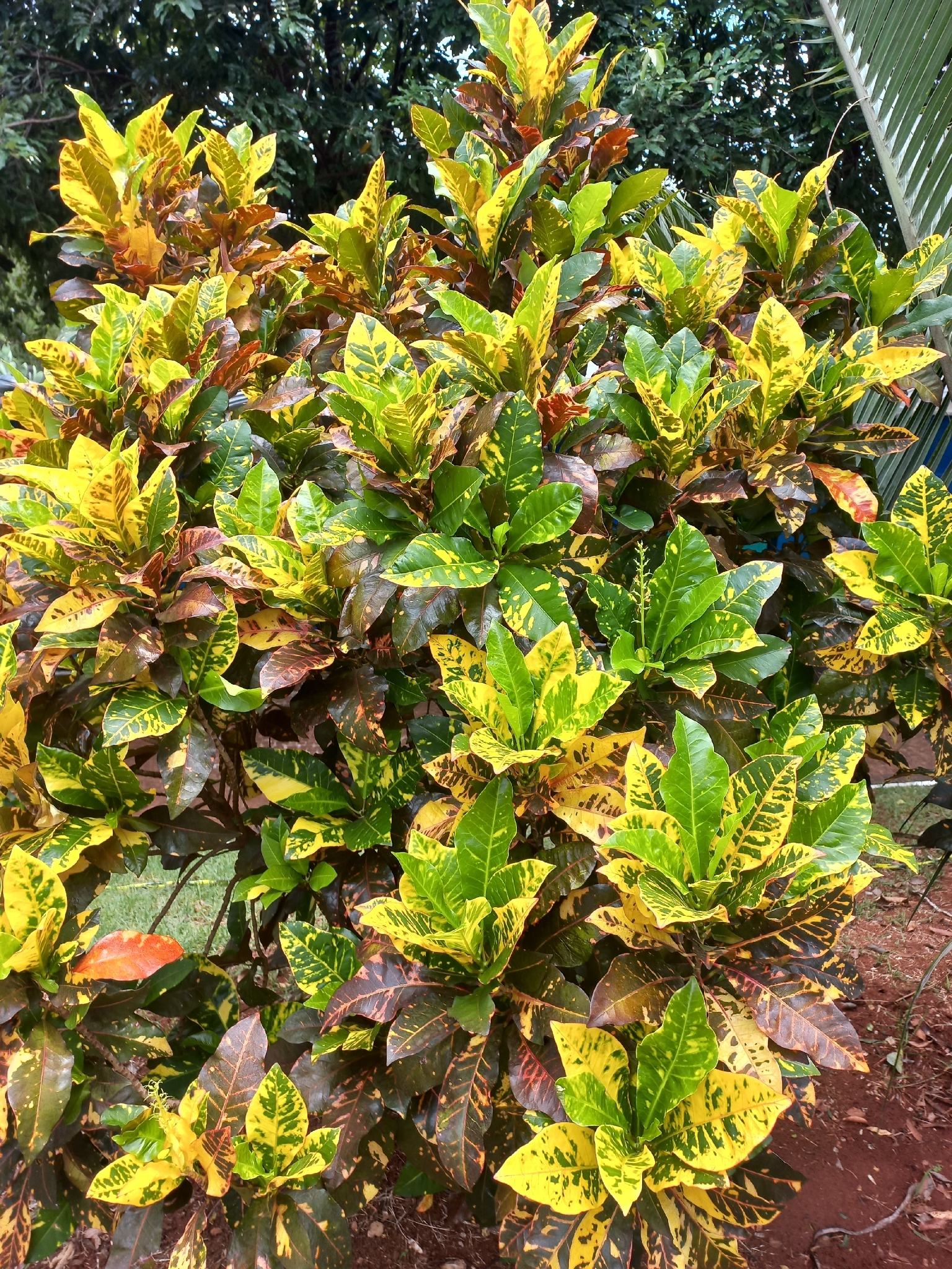 Codiaeum variegatum