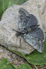 Metaxmeste phrygialis