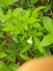 Ipomoea coptica image