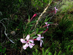 Pachypodium succulentum