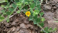 Crotalaria filipes