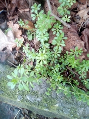 Galium aparine