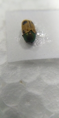 Cryptocephalus laetus