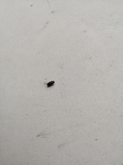 Coleoptera