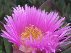 Carpobrotus chilensis