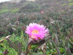 Carpobrotus chilensis