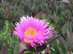 Carpobrotus chilensis