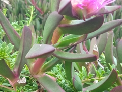 Carpobrotus chilensis