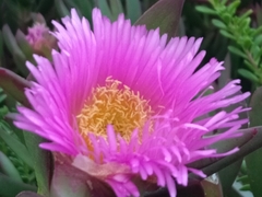 Carpobrotus chilensis
