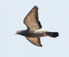 Columba livia domestica