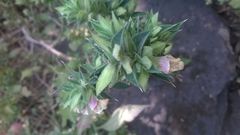 Lepidagathis cuspidata