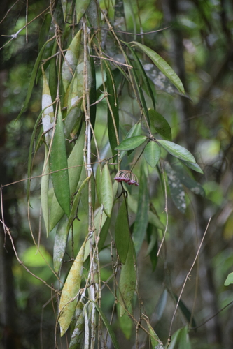 Hoya wayetii Kloppenb.