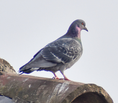 Columba livia domestica