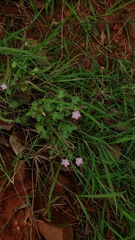 Pavonia zeylanica
