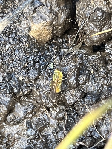 Unknown species found near Marion County, OR, USA